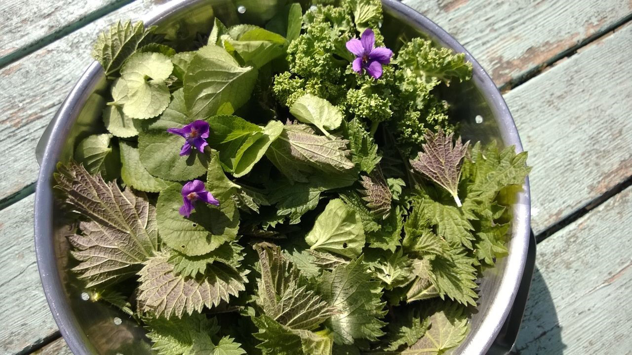 Bowl of nettles sprinkled with small purple flowers