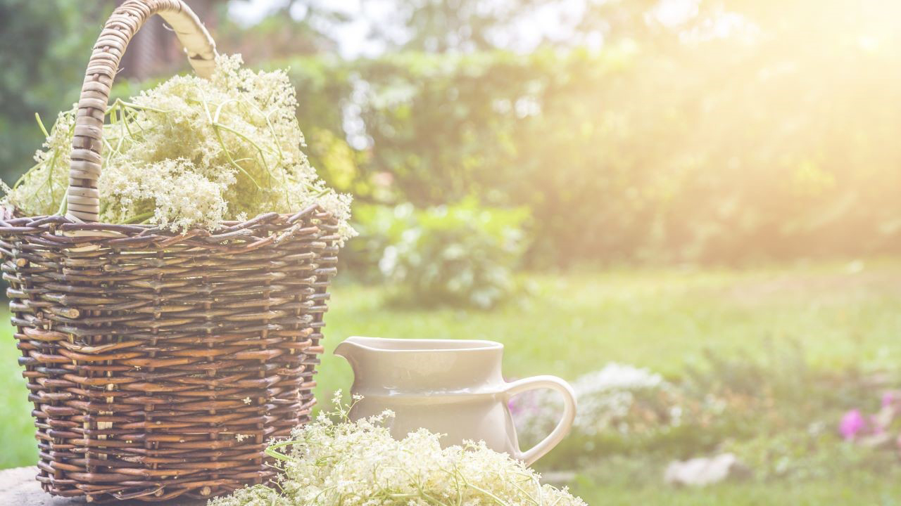 Wicker basket of elderflowers in soft sunlight