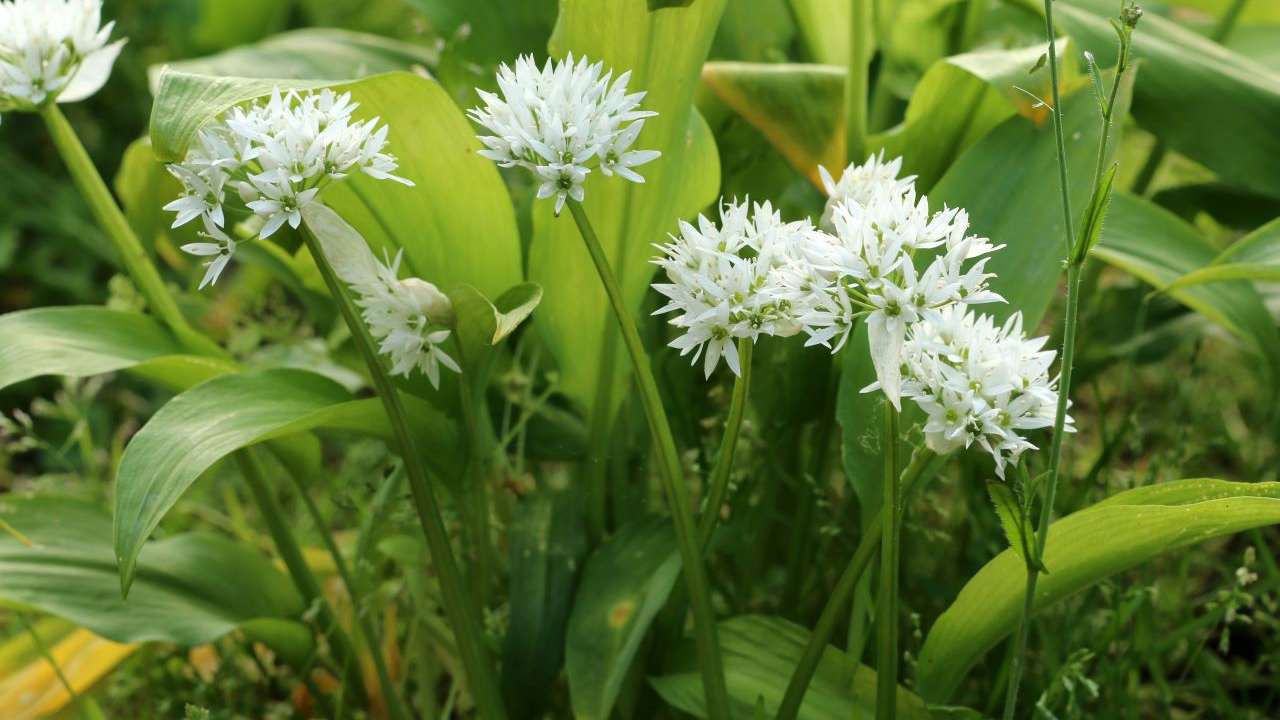 Wild garlic plants