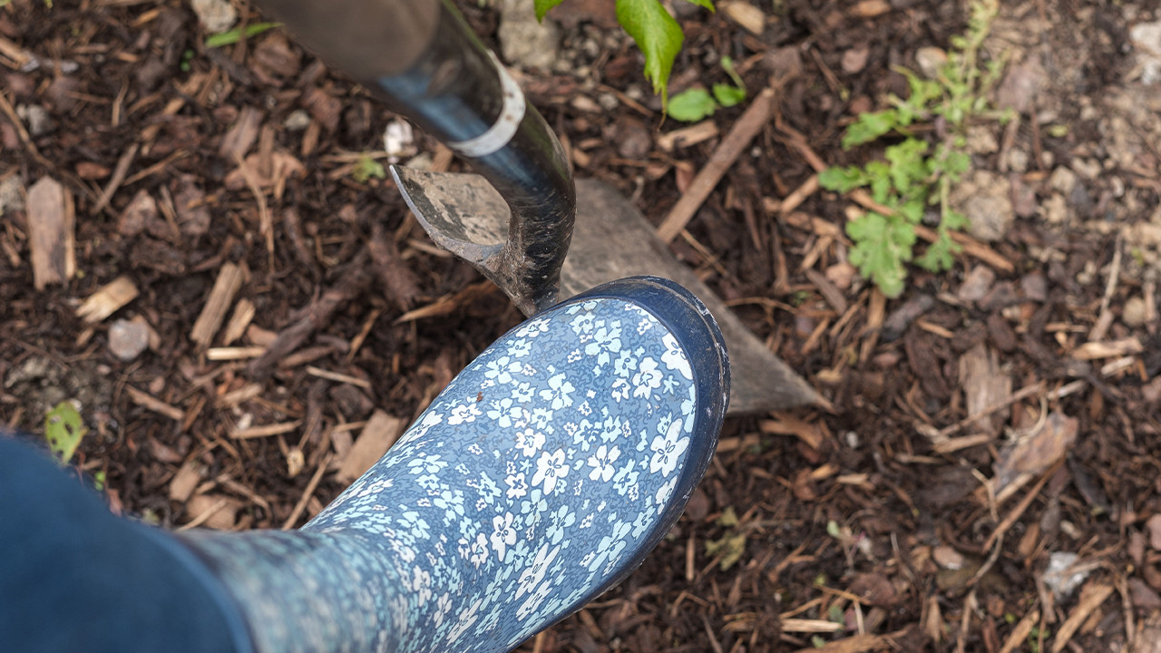 Foot wearing a blue wellington pushing a spade into the ground