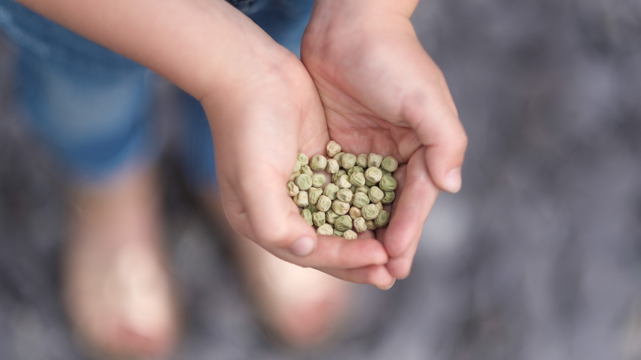 Seeds in cupped hands