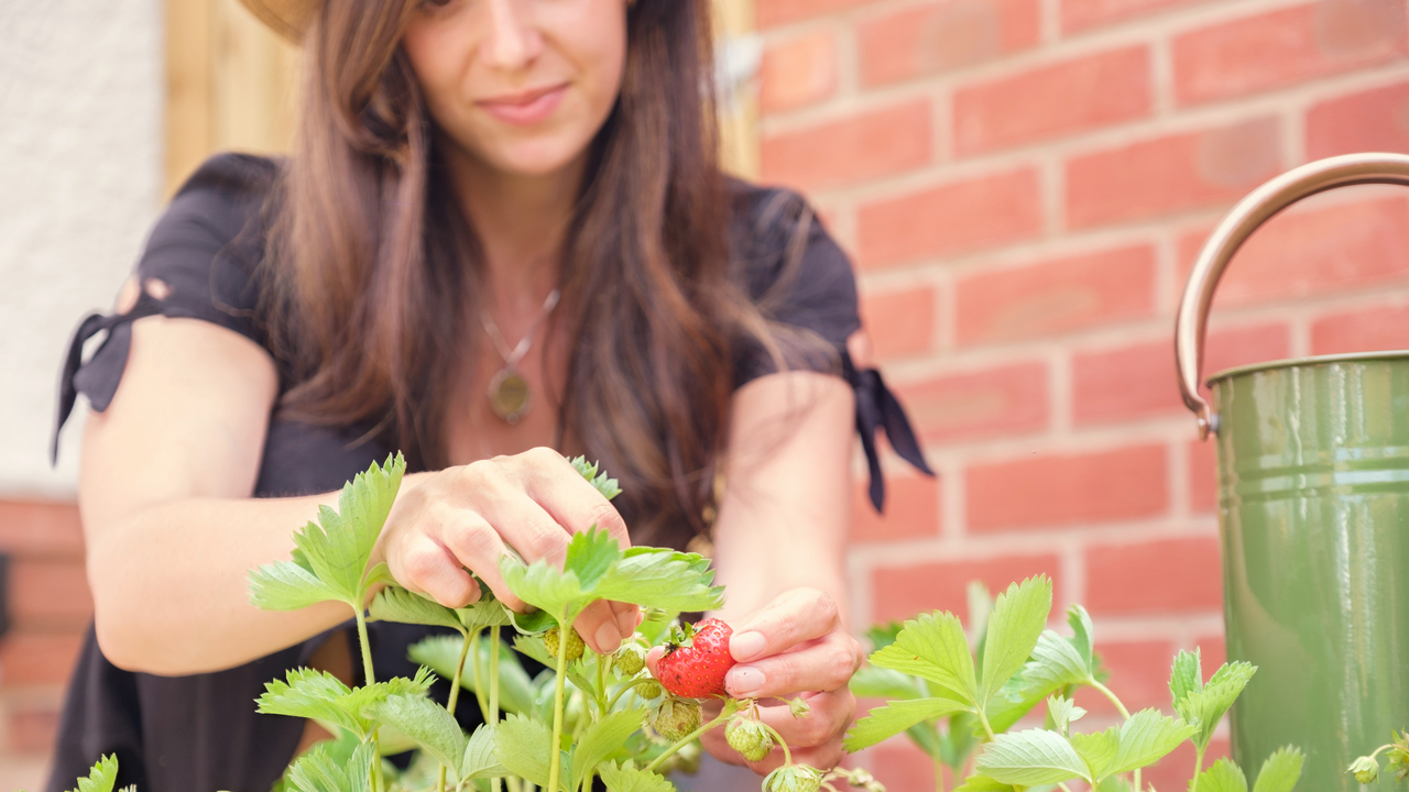 Woman picking strawberries