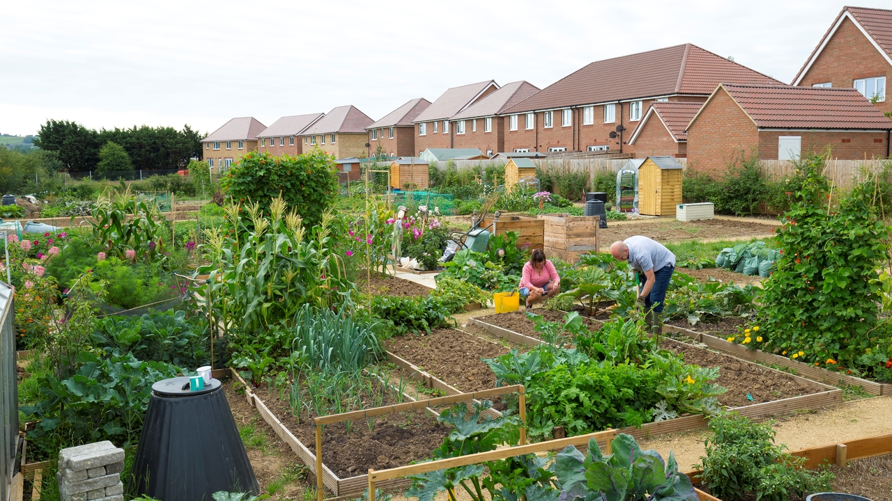 Two people working on an allotment at a Redrow development
