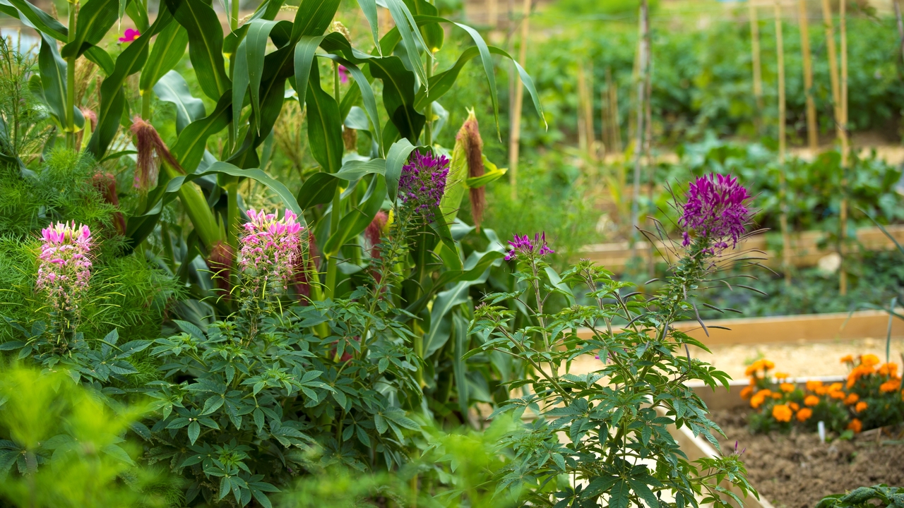Close up of some flowers at an allotment