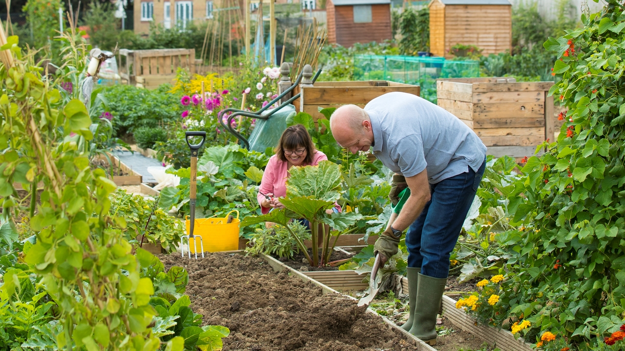 Man and woman tending their allotments