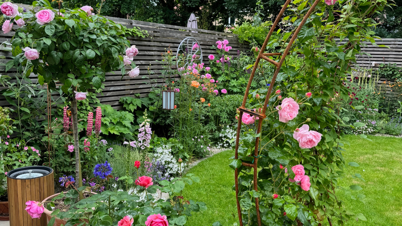 Beautiful back garden full of pink roses