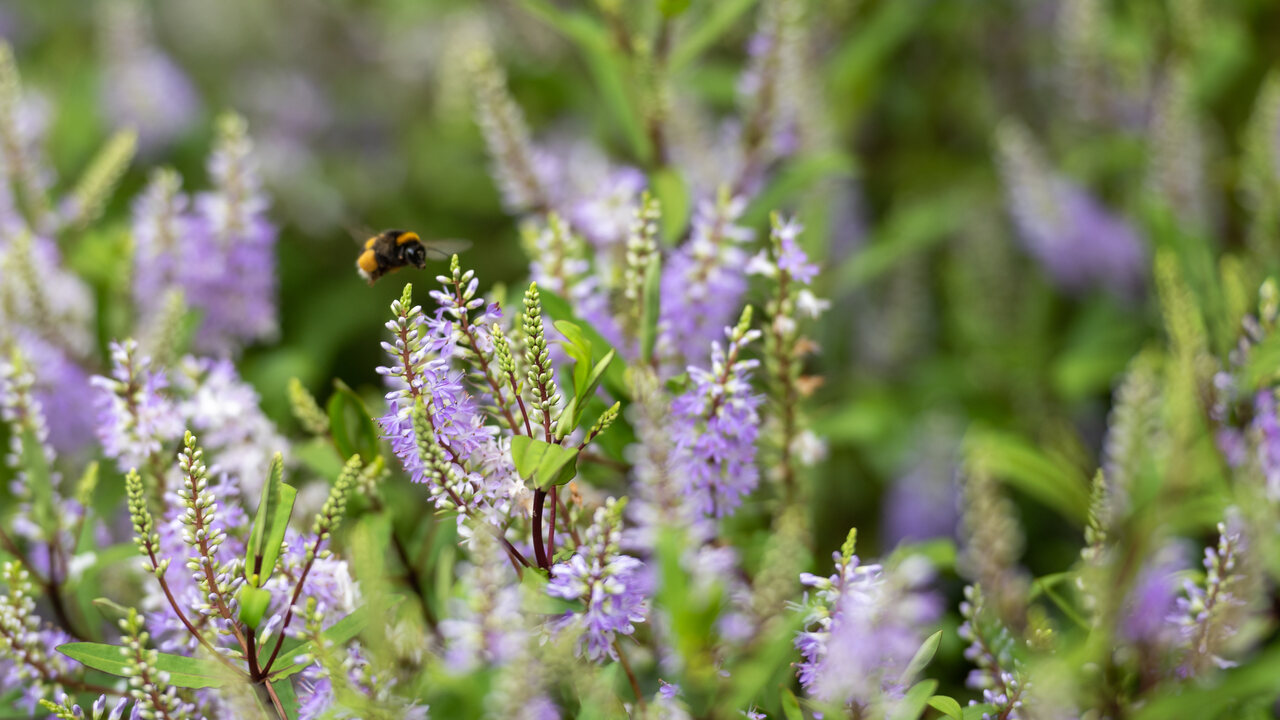 Bee hovering over some purple flowers