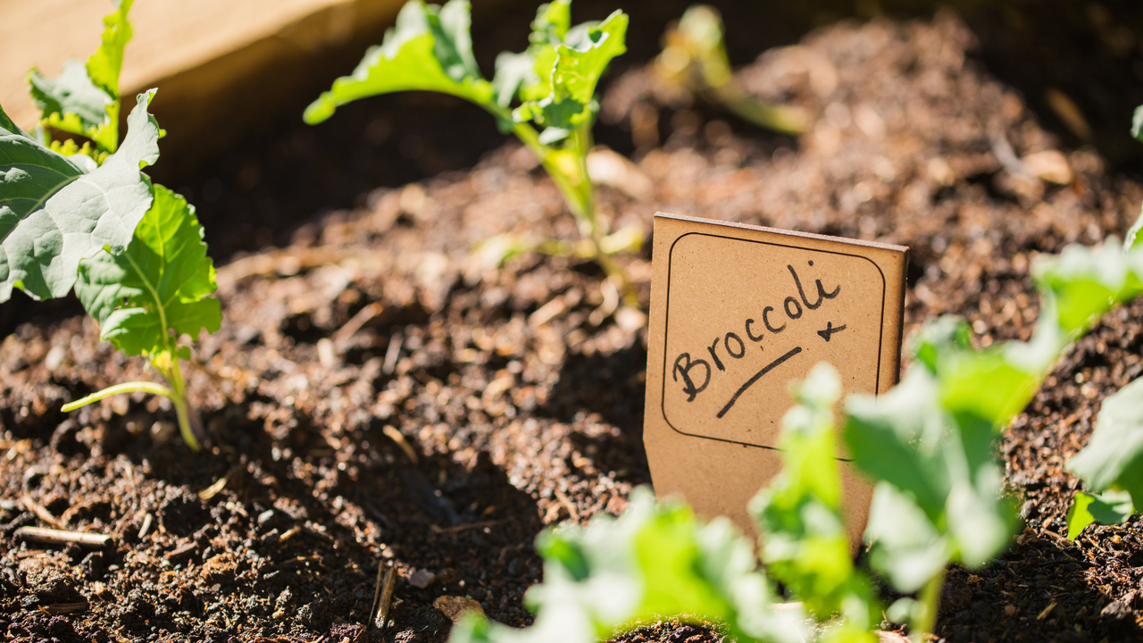 Broccoli plants