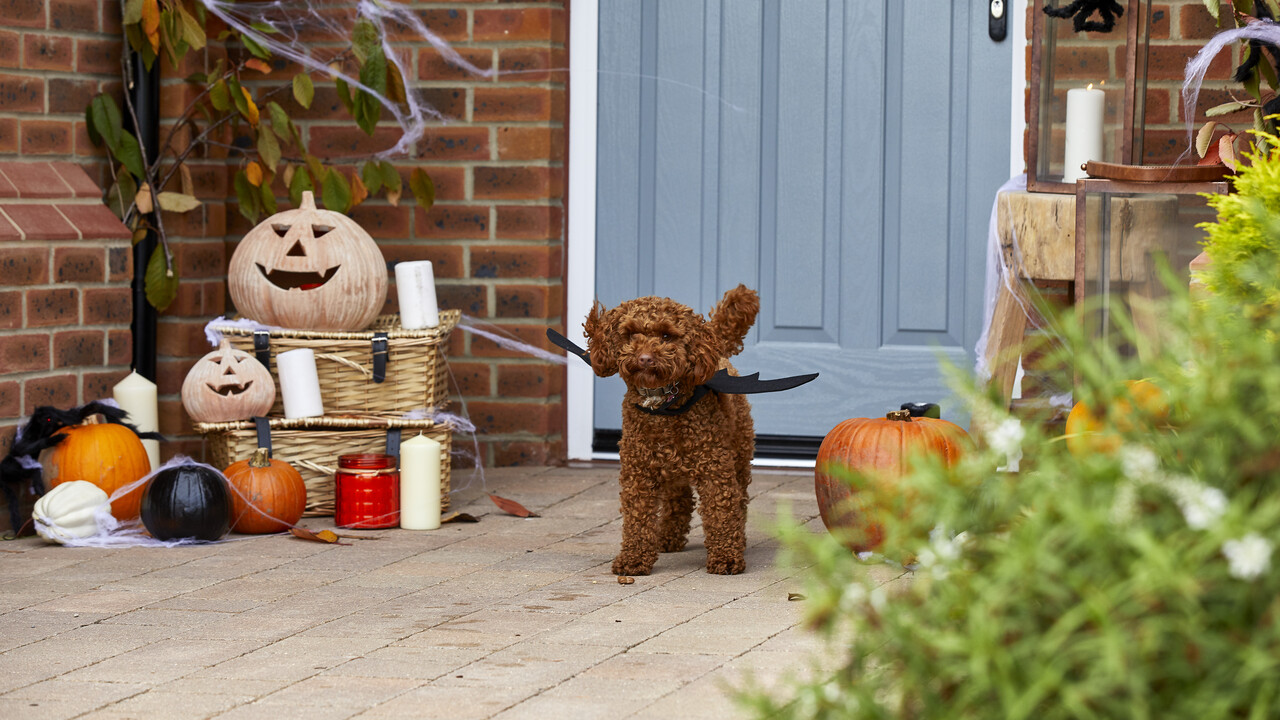Small brown dog with bat wings in front of a house decorated for Halloween