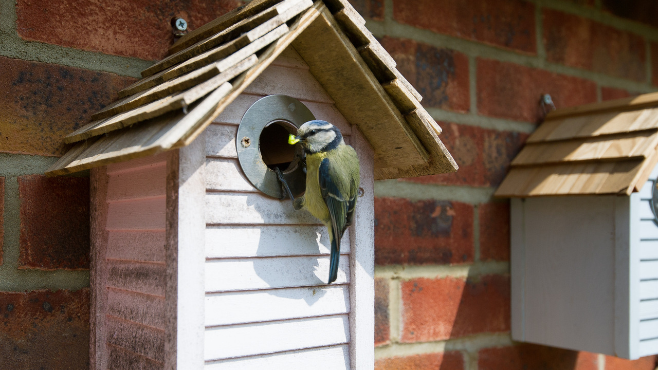 Blue tit hanging on a birdhouse