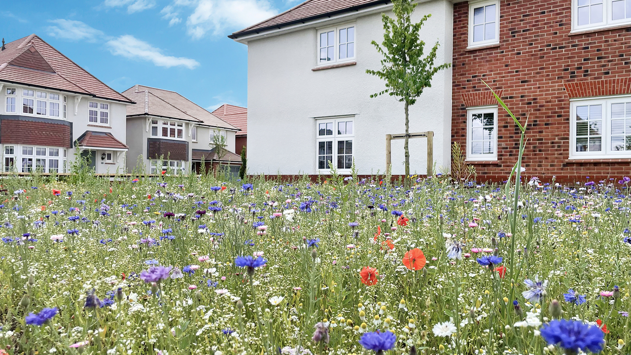 Redrow homes by a field of wild flowers