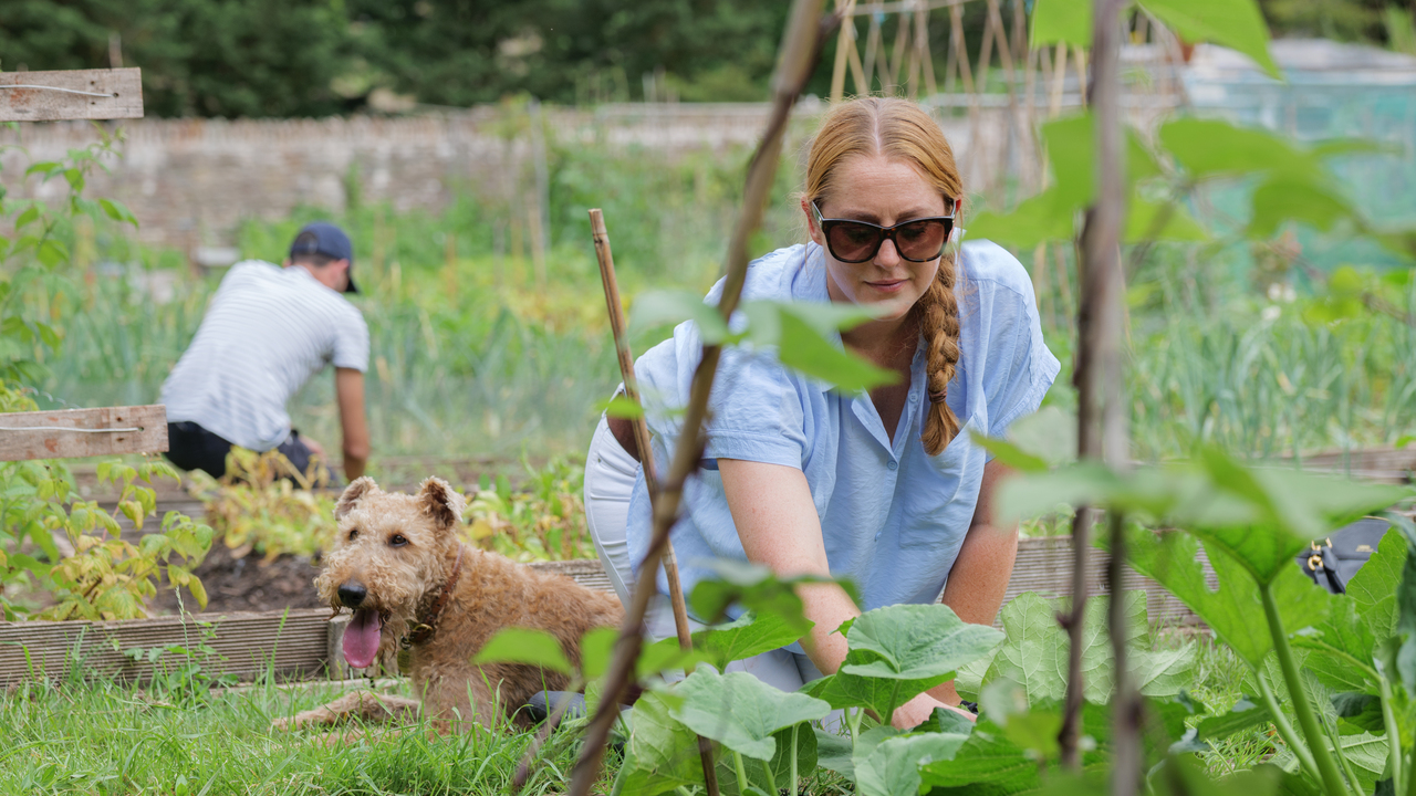 A woman tending to her allotment next to her dog
