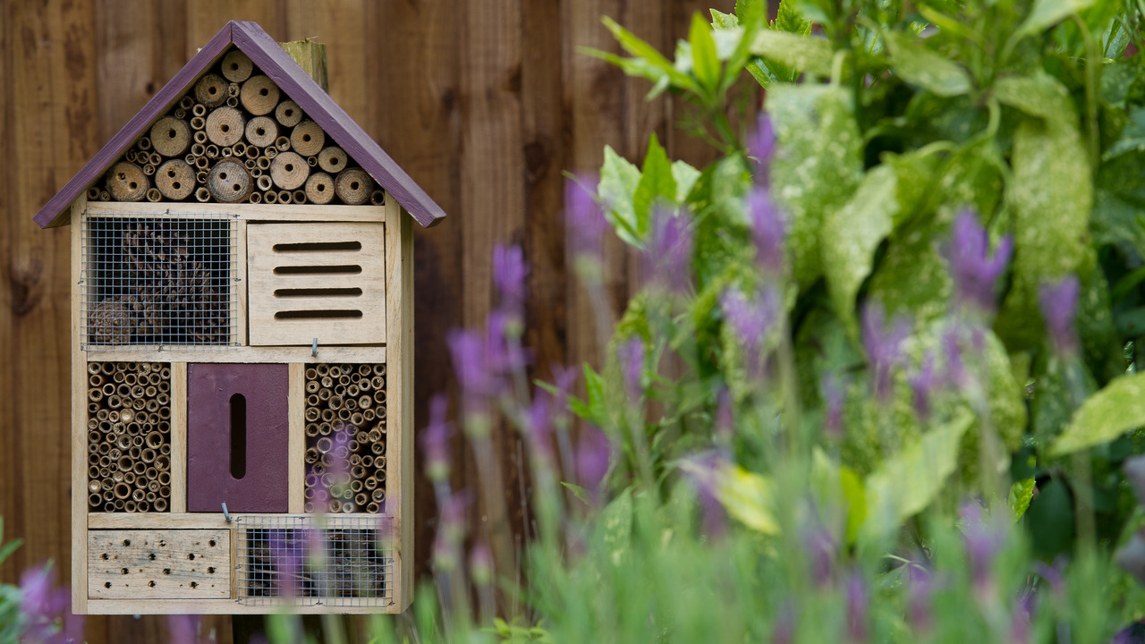 Wooden insect and bee home next to a lavender plant