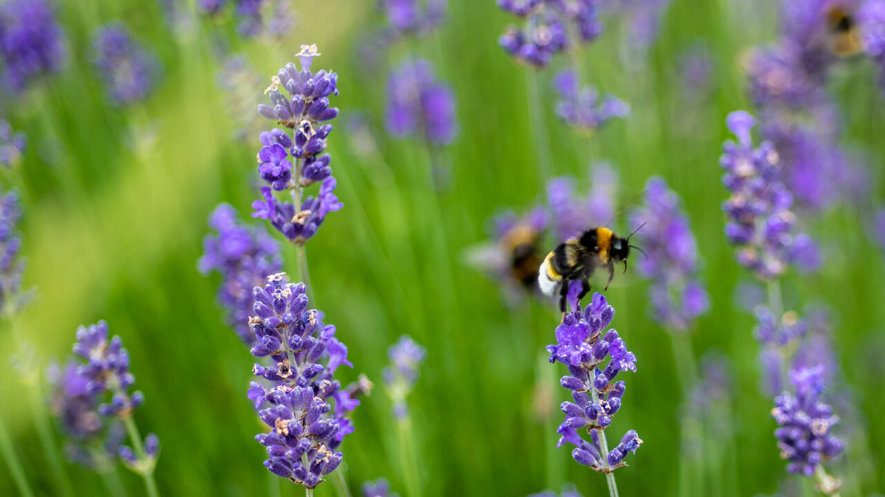 Bee landing on lavender