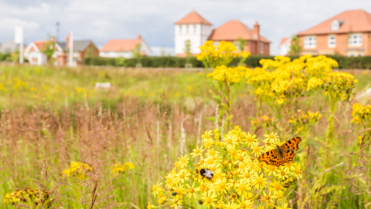 Butterfly resting yellow wild flowers by a row of Heritage homes
